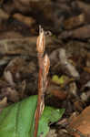 Showy orchis <BR>Showy orchid